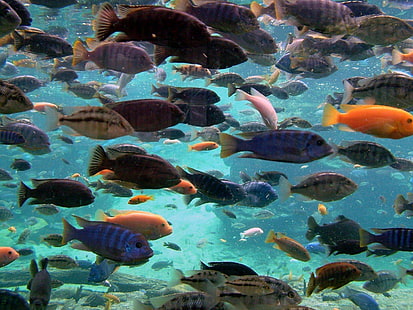 Scuba Diver Diver Ocean Sea Underwater Fish 1080p, niebieskie, pomarańczowe i szare ryby, ryby, 1080p, nurek, nurkowanie, ryba, ocean, nurkowanie, pod wodą, Tapety HD HD wallpaper