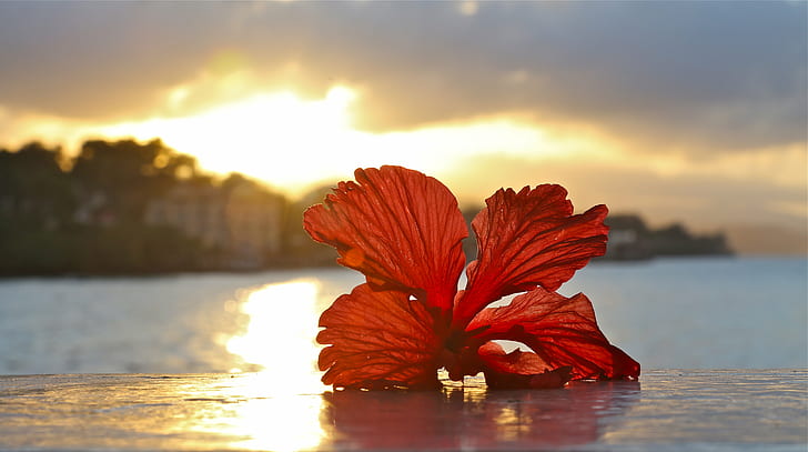 shallow focus photography of red hibiscus on body of water during sunrise, hibiscus, Red, shallow focus, photography, body of water, sunrise  sunset, sunset  hibiscus, macro, closeup, DoF, bokeh, Ocho Rios  Jamaica, Jamaica Inn, Caribbean, sky, clouds, colorful, texture, nature, sunset, outdoors, HD wallpaper