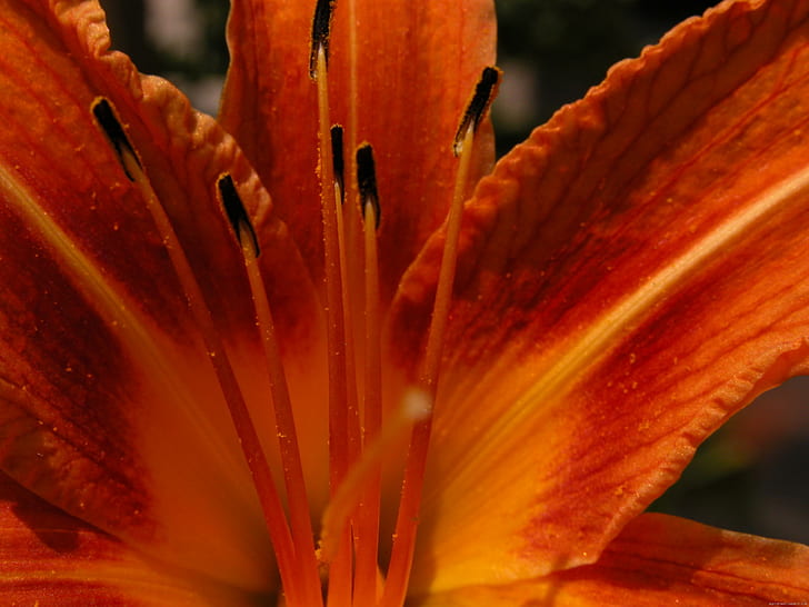 Оранжево цвете, оранжев хибискус, портокал, цвете, природа, HD тапет