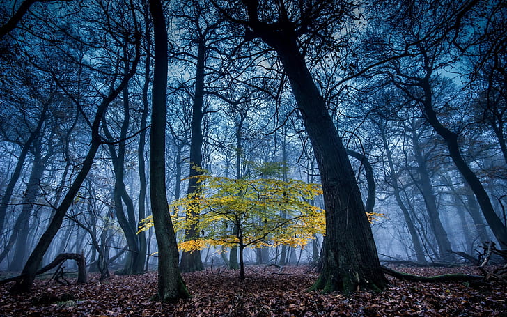 森、木、霧、森、木、霧、 HDデスクトップの壁紙