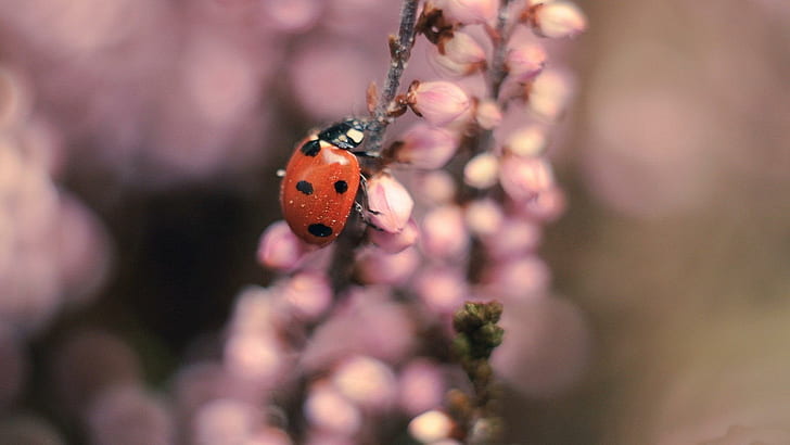 *** Ladybug On Flowers ***, biedronka, natura, owady, kwiaty, nature and landscapes, HD wallpaper