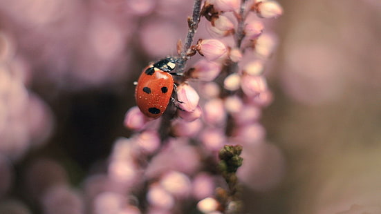 *** Ladybug บนดอกไม้ ***, biedronka, natura, owady, kwiaty, ธรรมชาติและภูมิทัศน์, วอลล์เปเปอร์ HD HD wallpaper