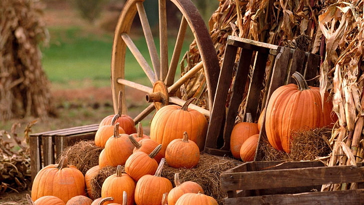 ハロウィーン、カボチャ、草、秋、お祝い、 HDデスクトップの壁紙