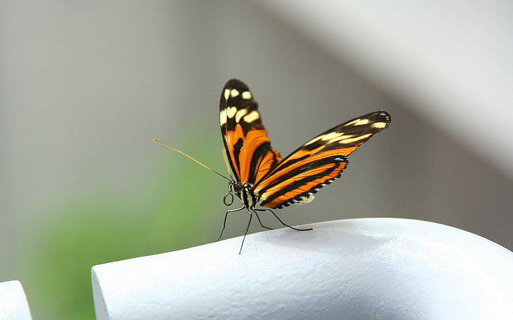 оранжевая, белая и черная длиннокрылая бабочка, бабочка, крупный план, крылья, HD обои