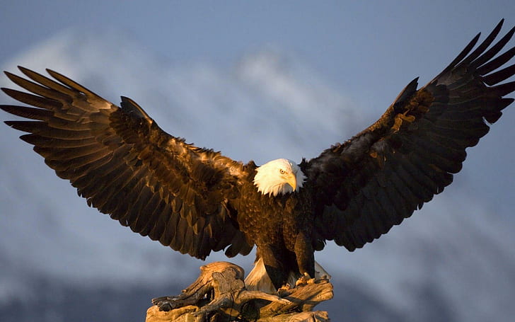 Águia, abrindo suas asas, águia, animais, 1920x1200, asa, pássaro, águia, HD papel de parede