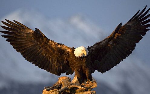 Орел расправляет крылья, бард орел, животные, 1920x1200, крыло, птица, орел, HD обои HD wallpaper