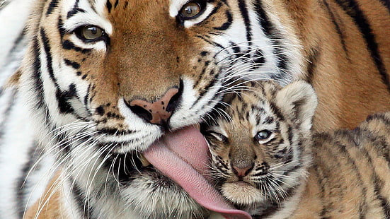 brown and black tiger and cub, caring, kindness, tiger, tiger cub, tongue, HD wallpaper HD wallpaper
