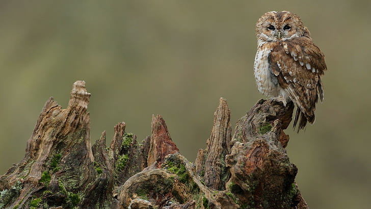 owl, birds, tree stump, HD wallpaper