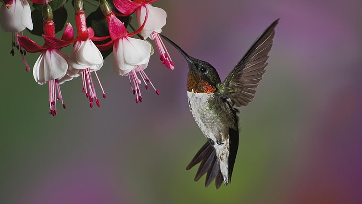 brown and white hummingbird, hummingbird, bird, flying, beak, flower, HD wallpaper