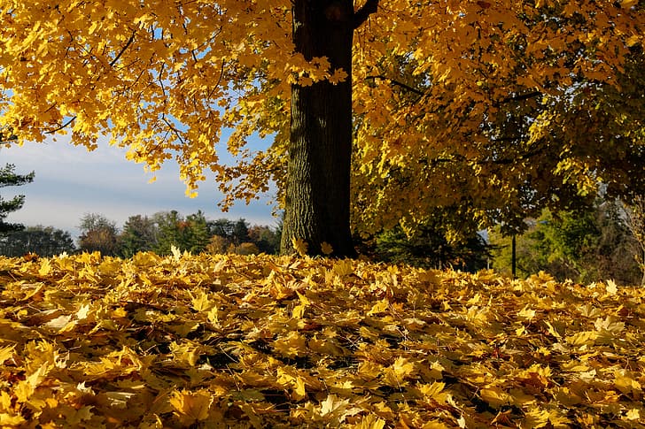outono, folhas, árvore, folhas caídas, HD papel de parede