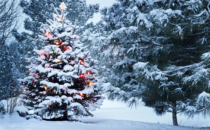 Arbre de Noël en plein air, pin vert, vacances, Noël, beau, neige, vacances, célébrer, joyeux Noël, arbre de Noël, décorations, 2014, Fond d'écran HD