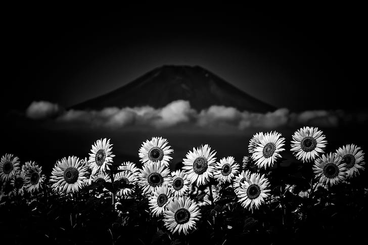 Flowers, Sunflower, Black and White, Flower, Nature, Volcano, HD wallpaper