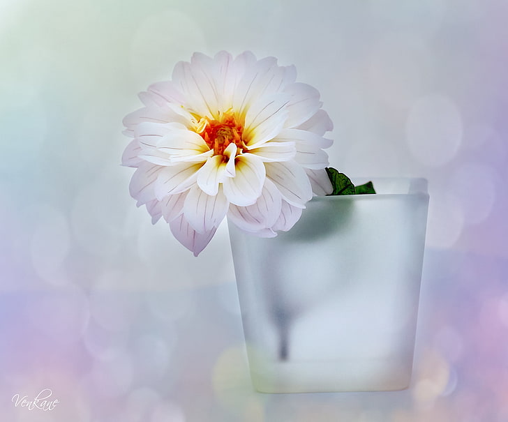 白い花 白 花 まぶしさ 背景 花瓶 ダリア Hdデスクトップの壁紙 Wallpaperbetter