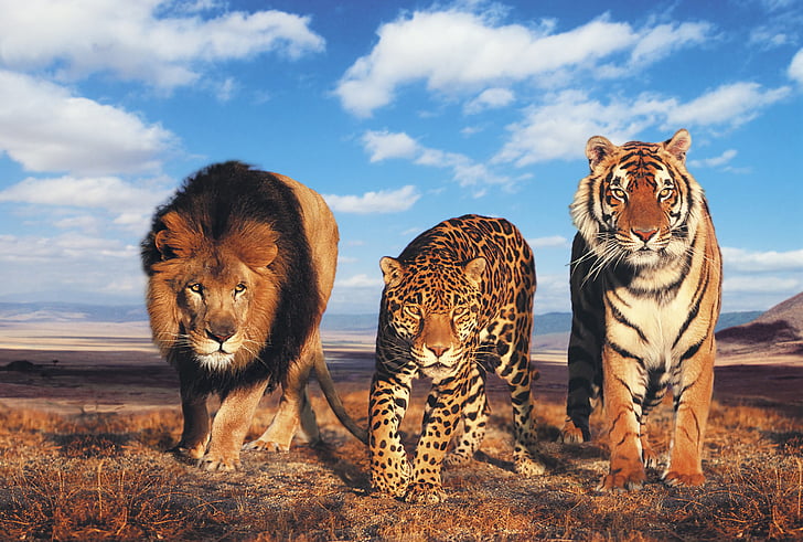 Animal, Otro, Gato grande, Leopardo, León, Tigre, depredador (Animal), Fondo de pantalla HD