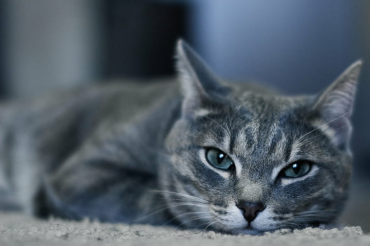 closeup photo of grey Tabby cat, closeup, photo, grey, Tabby cat, sigma, pets, domestic Cat, animal, cute, mammal, domestic Animals, fur, looking, feline, gray, whisker, HD wallpaper
