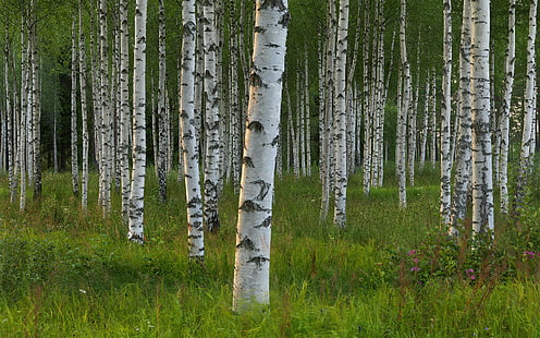 Björkträd, skog, gräs, natur, björkträd, skog, gräs, HD tapet HD wallpaper