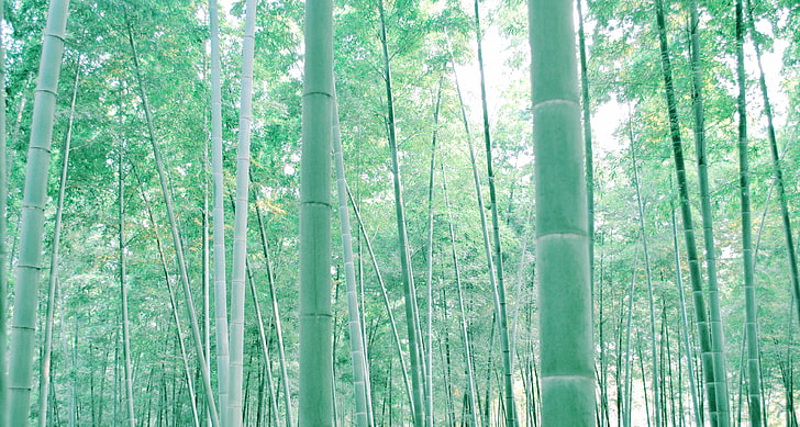 Chine, bambou, Fond d'écran HD