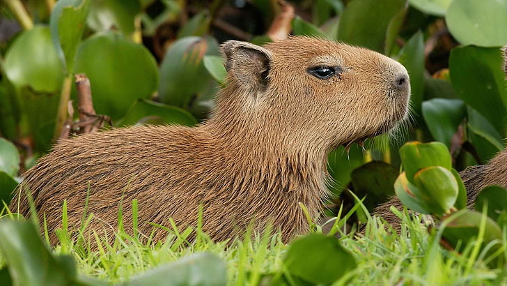 Capybara, Venezuela, HD wallpaper