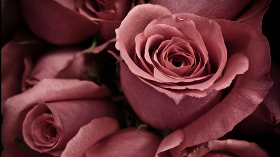 роза, розово, цвете, цвят, венчелистче, флорален, растение, любов, цветя, флора, Валентин, венчелистчета, пролет, букет, градина, разцвет, рози, храст, листа, близо, романтика, сватба, подарък, ботанически, естествен, ярък, летен, цветен, романтичен, цъфтящ, свеж, HD тапет HD wallpaper
