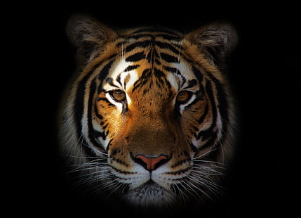 carta da parati digitale tigre marrone e nera, tigre, predatore, muso, ombra, Sfondo HD HD wallpaper