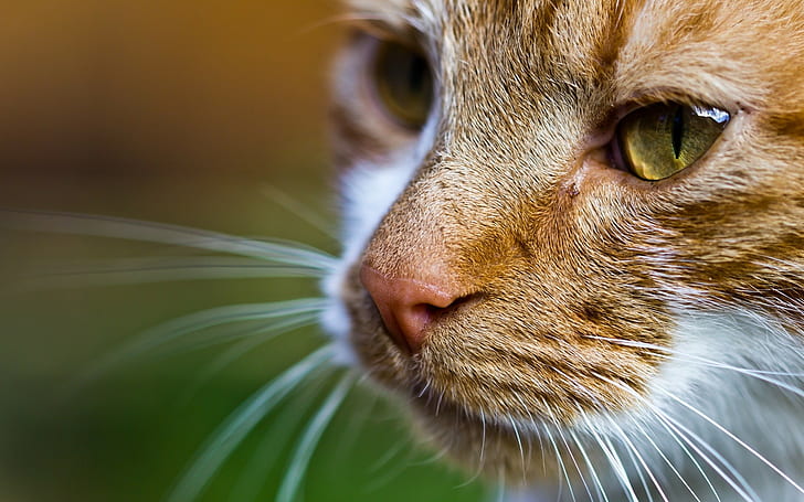 оранжево-белая кошка, кот, животные, макро, глубина резкости, HD обои