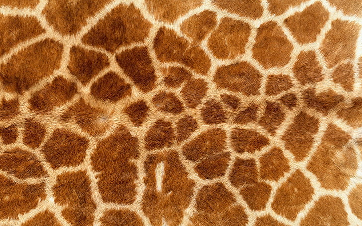 stampa animalier, giraffe, pellicce, Sfondo HD