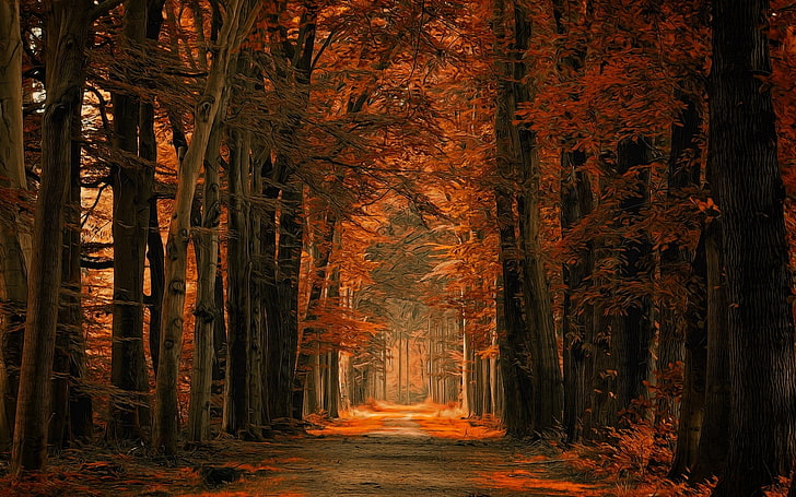 природа, пейзаж, падане, черен път, гора, пътека, листа, дървета, Холандия, кехлибар, слънчева светлина, HD тапет