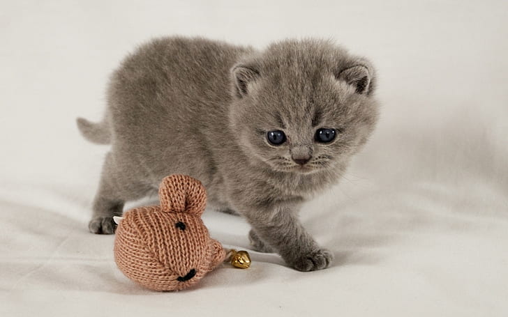Scottish Fold Kitten, kot szkocki zwisłouchy, uroczy, mały, mały, Tapety HD
