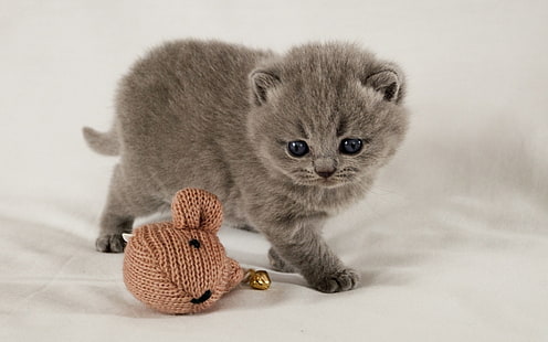 Scottish Fold Kitten, kot szkocki zwisłouchy, uroczy, mały, mały, Tapety HD HD wallpaper