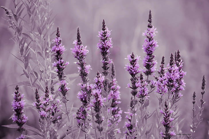 Lavender flowers, purple petal flower, field, meadow, flowers, lavender, HD wallpaper