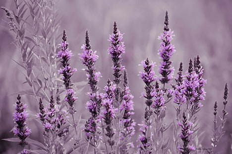 Lavendelblommor, lila kronblomma, fält, äng, blommor, lavendel, HD tapet HD wallpaper