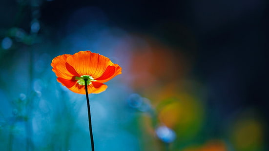 rote Mohnblume, Blumen, Mohnblumen, Bokeh, Natur, Pflanzen, HD-Hintergrundbild HD wallpaper