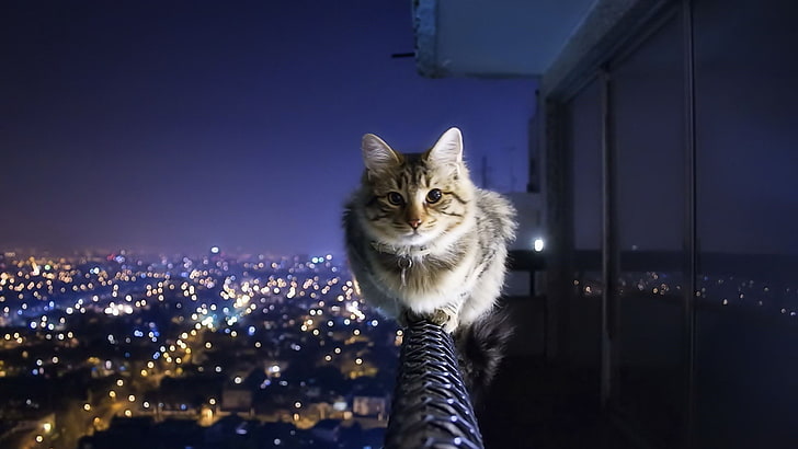 chat marron et blanc, chat, nuit, balcon, animaux, Fond d'écran HD