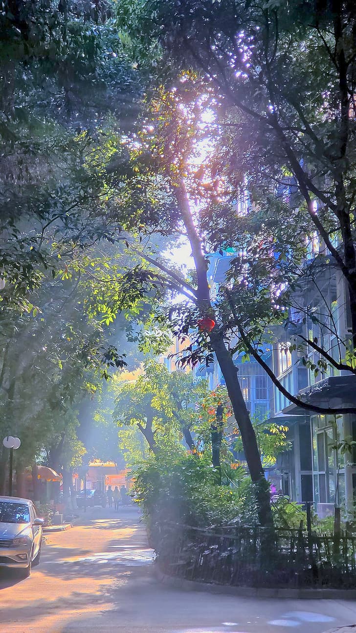 sunlight, tree bark, house, smoke background, street, HD wallpaper