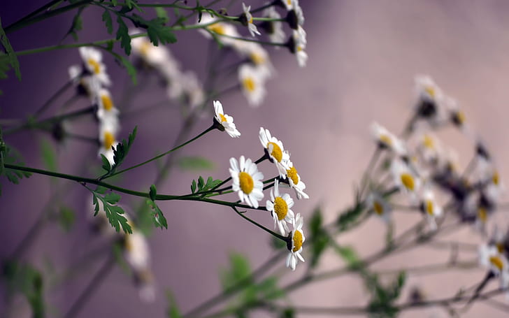 Marguerites, petites fleurs blanches, marguerites blanches jaunes, marguerites, petites, blanches, fleurs, Fond d'écran HD