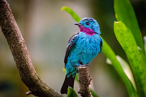 photo of blue and purple bird on branch, Spangled cotinga, Amazon Rainforest, 4K, HD wallpaper HD wallpaper