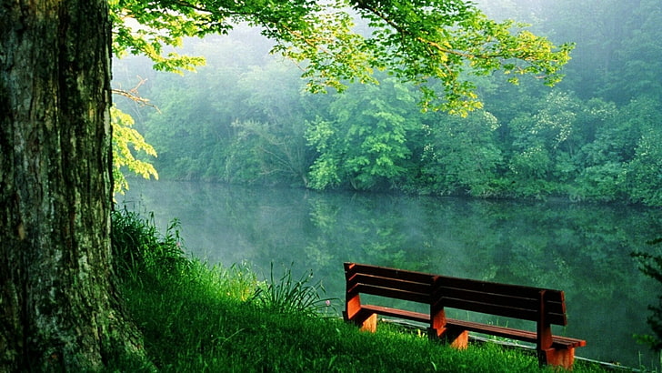 bench, canal, nature, green, river, water, forest, wilderness, green leaves, tree, morning, bank, woodland, HD wallpaper
