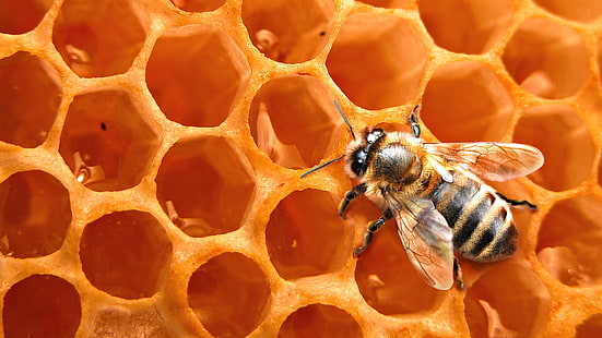 honeybee on honeycomb wallpaper, bee, background, cell, insect, honey, HD wallpaper HD wallpaper