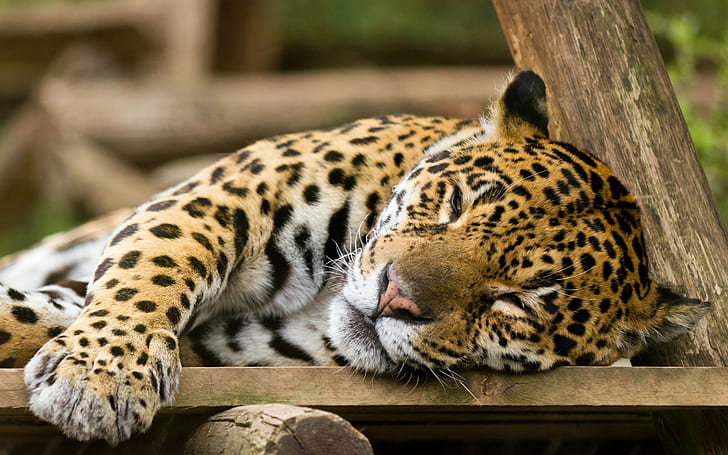 leopar, leopar (hayvan), HD masaüstü duvar kağıdı