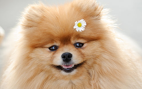 Anjing, Pomeranian, Wallpaper HD HD wallpaper