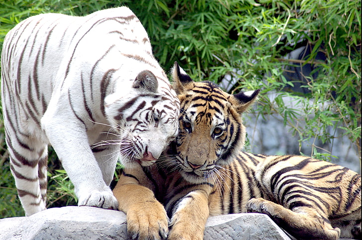 bengal tiger and albino tiger, cats, pair, tigers, white tiger, HD wallpaper