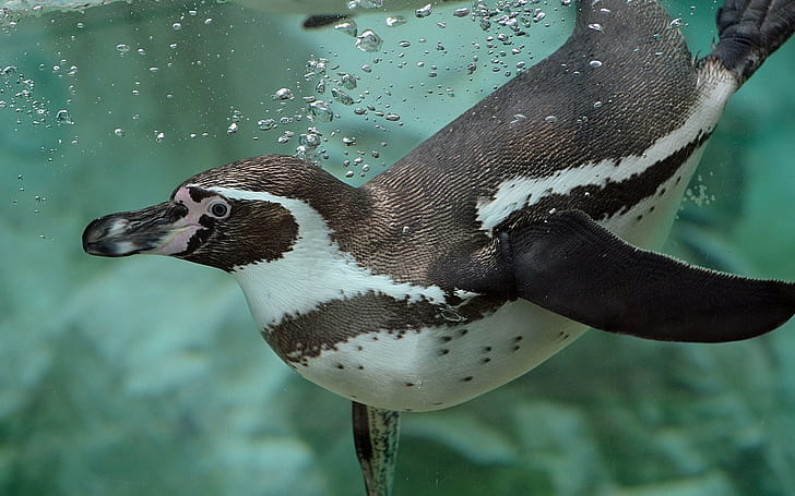 Penguin Humboldt, água, bolhas, Penguin Humboldt, nadador, HD papel de parede
