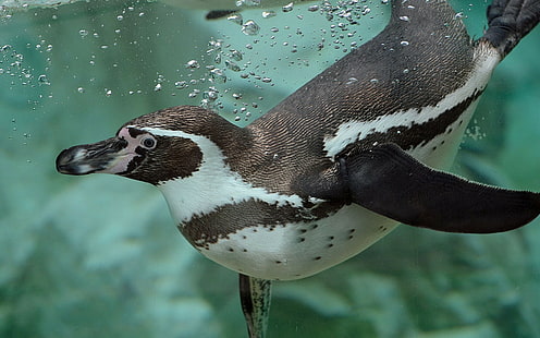Penguin Humboldt, acqua, bolle, Penguin Humboldt, nuotatore, Sfondo HD HD wallpaper