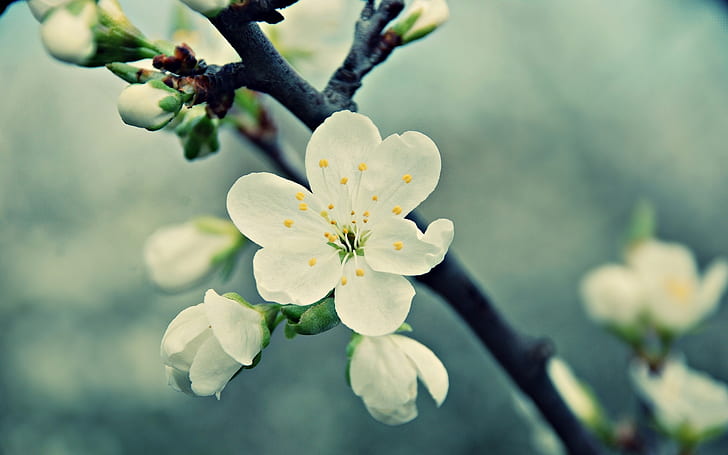 White cherry flowers, spring, bloom, petals, White, Cherry, Flowers, Spring, Bloom, Petals, HD wallpaper