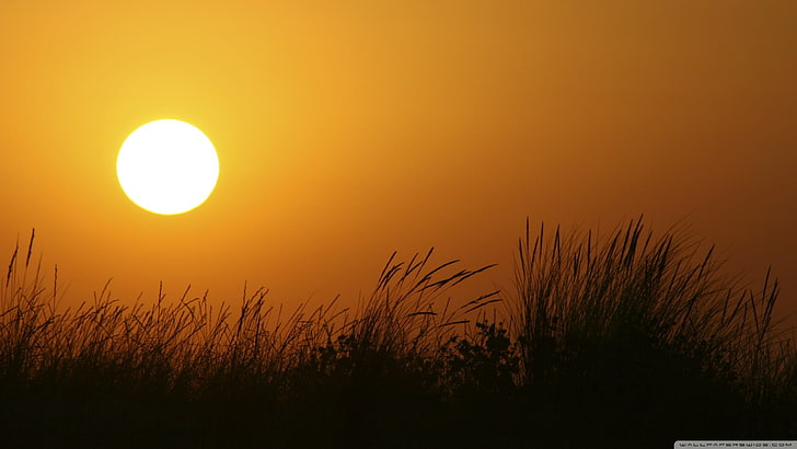 หญ้าเงาในช่วงพระอาทิตย์ตกธรรมชาติพระอาทิตย์ตกหญ้าพืชท้องฟ้า, วอลล์เปเปอร์ HD