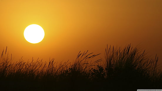 herbe silhouette pendant le coucher du soleil, nature, coucher de soleil, herbe, plantes, ciel, Fond d'écran HD HD wallpaper