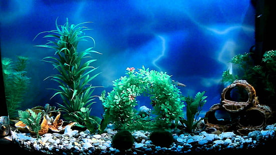 aquarium computer  backgrounds, HD wallpaper HD wallpaper