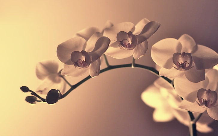 white flowers, flowers, macro, orchids, plants, HD wallpaper