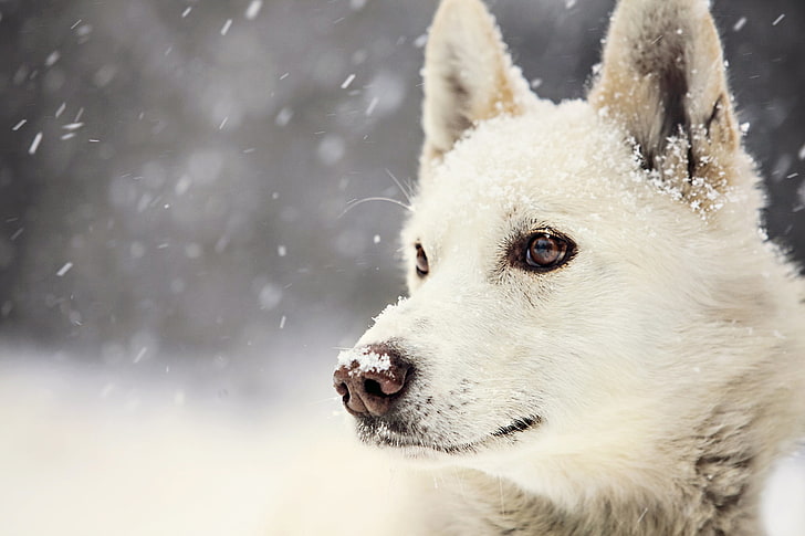 الراعي الألماني الأبيض البالغ ، الكلب ، الكمامة ، الثلج ، الملف الشخصي، خلفية HD