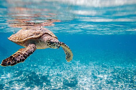Afrika, Schildkröte, Natur, Blau, Meer, Tiere, HD-Hintergrundbild HD wallpaper